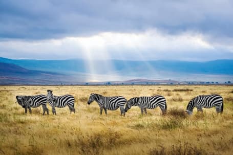 Fauna în craterul Ngorongoro