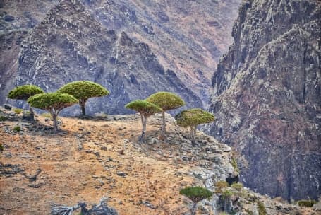 Peisaj tipic pe insula Socotra