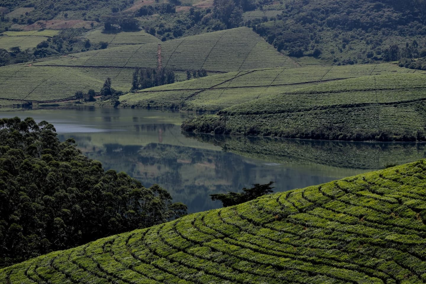 Plantații de ceai în Munții Manica