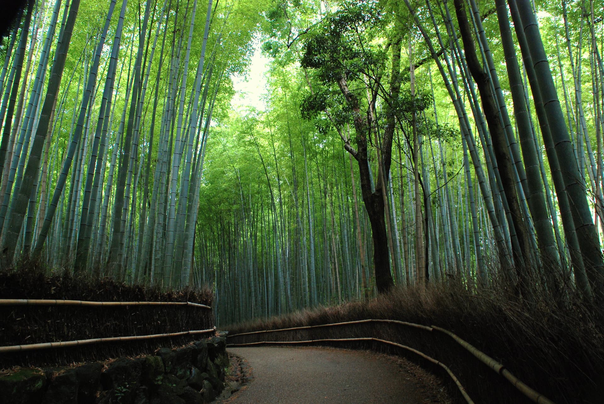 Dumbrava cu Bambuși, Arashiyama