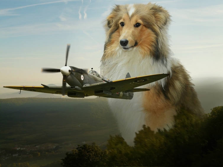 Câine și avion